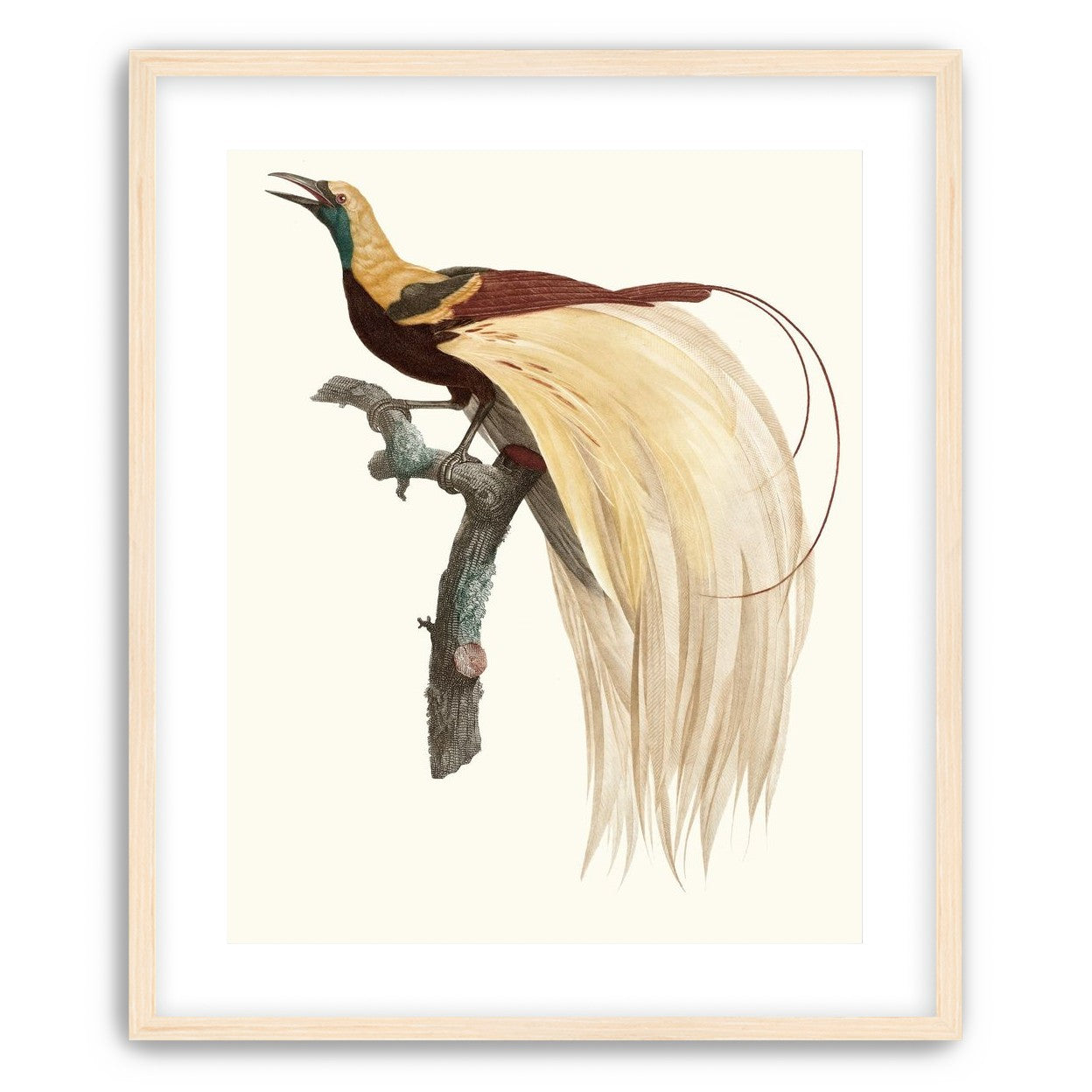 Open beak and trailing plumes
