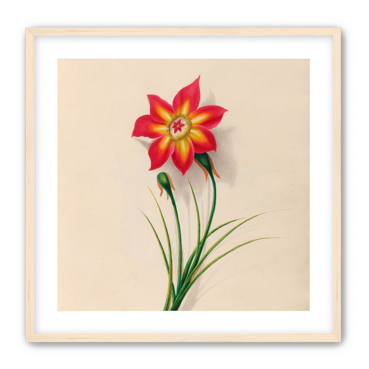 One flower above two buds