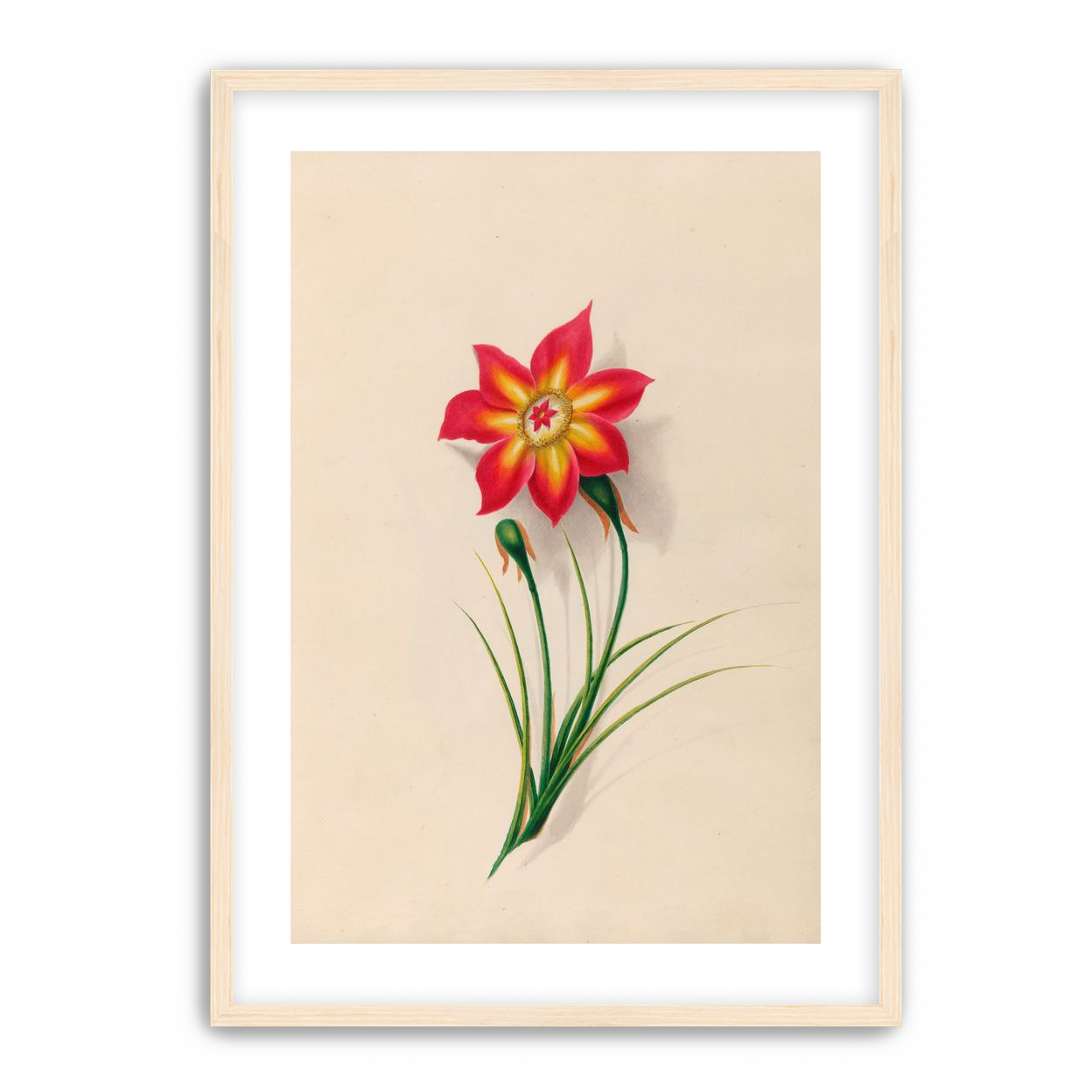 One flower above two buds