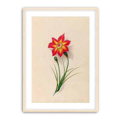 One flower above two buds