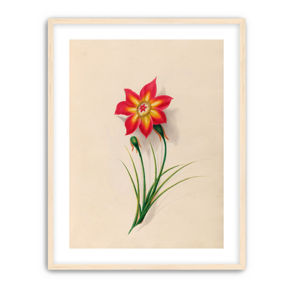 One flower above two buds