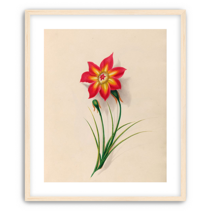 One flower above two buds