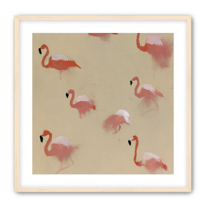 Flamingos in quiet drift