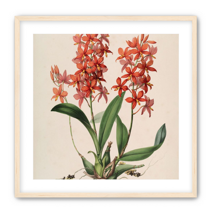 Red orchids on white paper