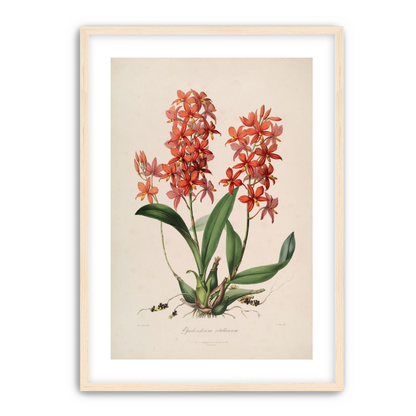 Red orchids on white paper