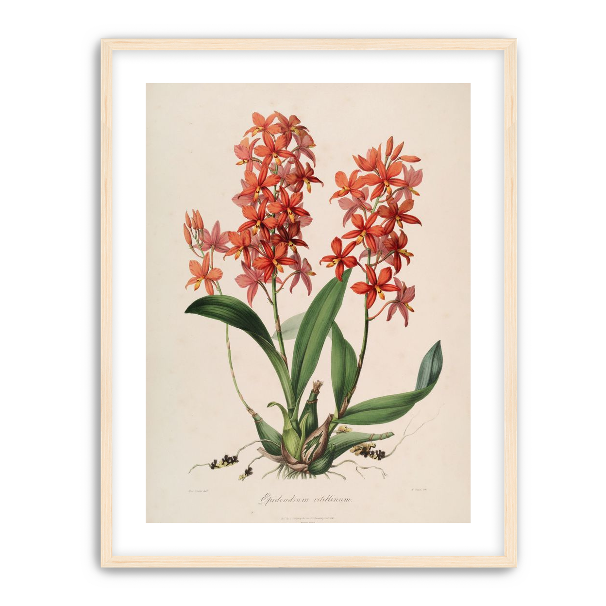 Red orchids on white paper