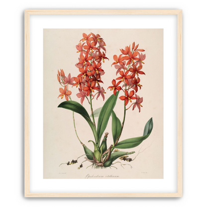 Red orchids on white paper