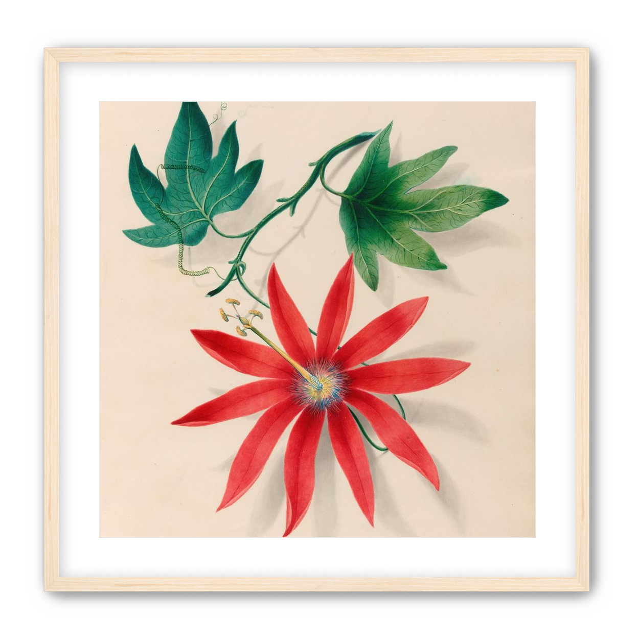 Red bloom on green vine