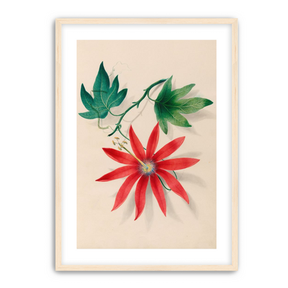 Red bloom on green vine