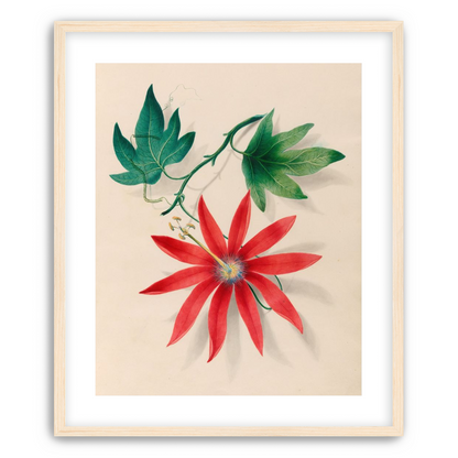 Red bloom on green vine