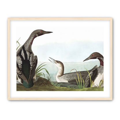 Black Throated Diver