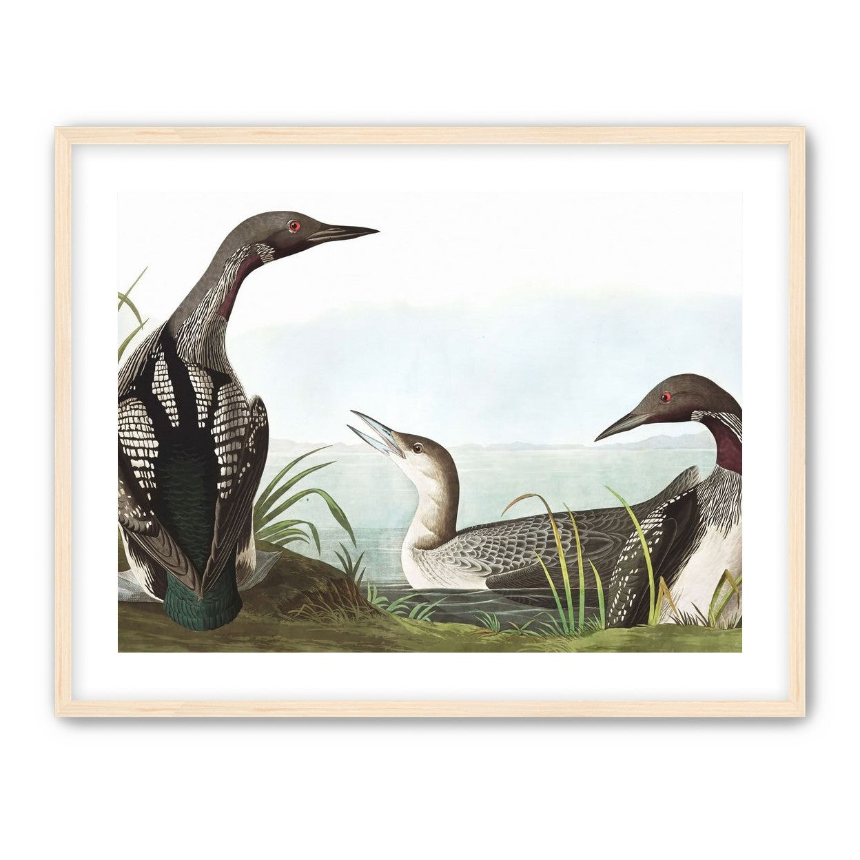 Black Throated Diver