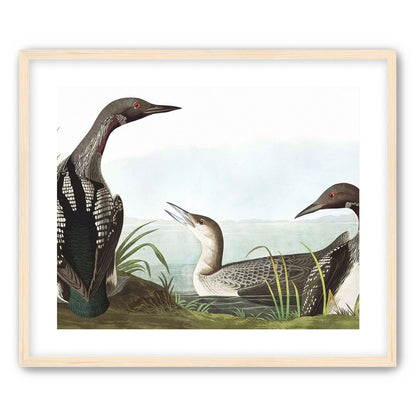 Black Throated Diver