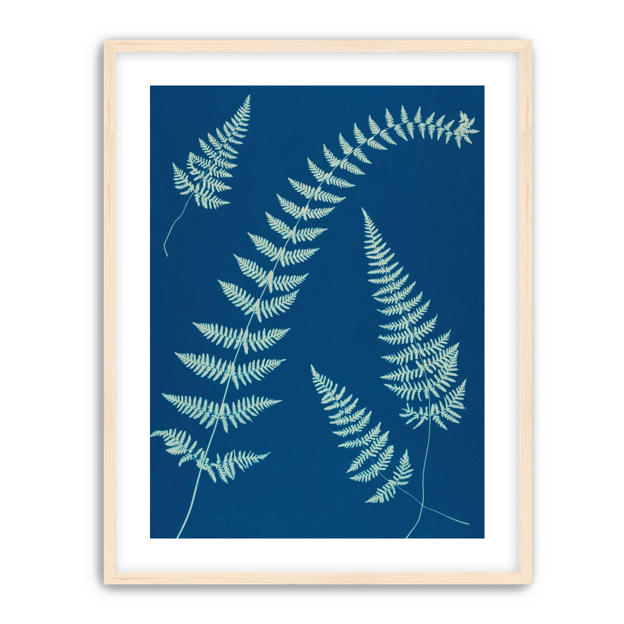 Fern shadows in blue