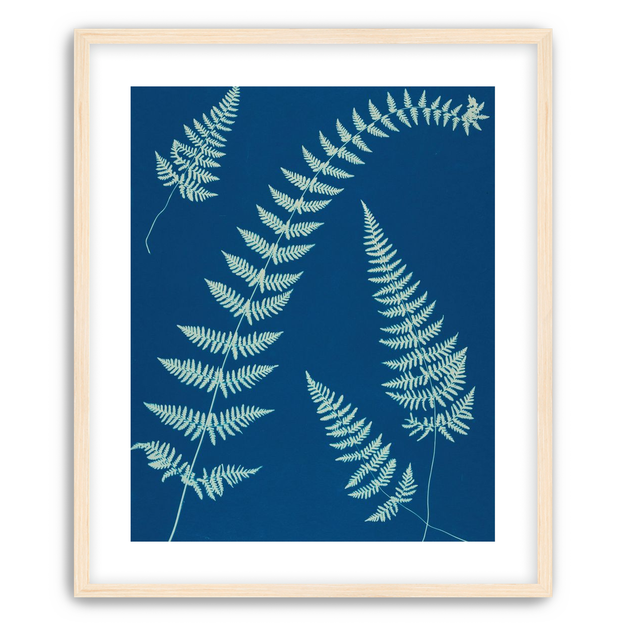 Fern shadows in blue