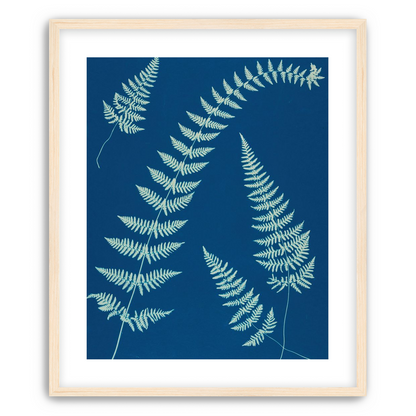Fern shadows in blue
