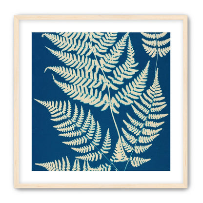 Ferns crossing blue field