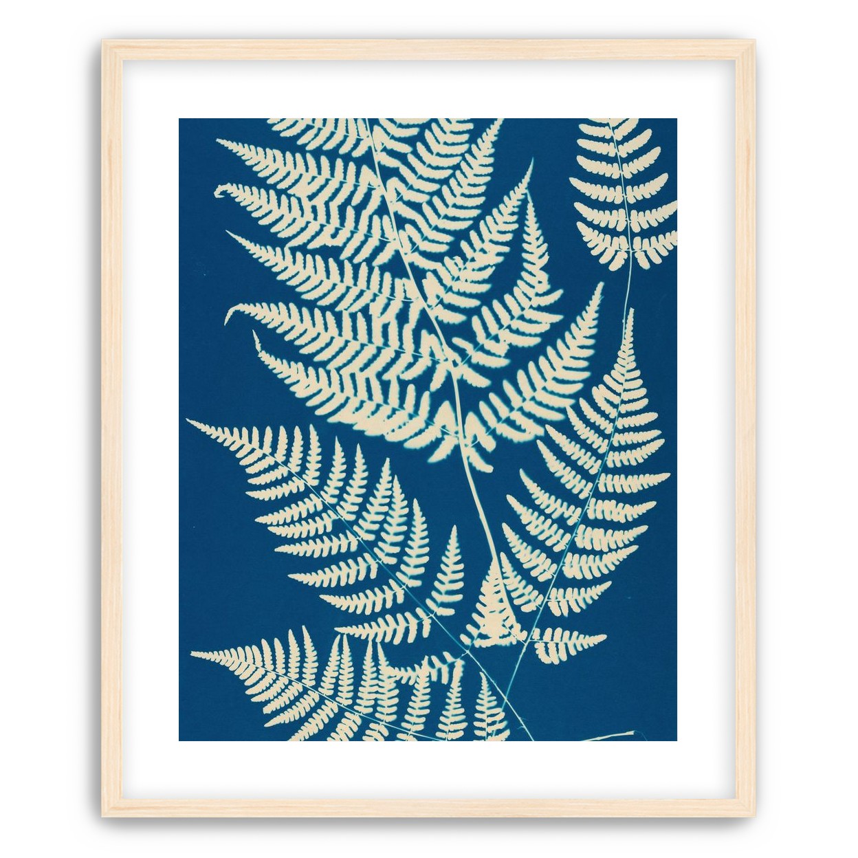 Ferns crossing blue field