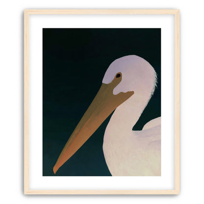 White pelican in stillness