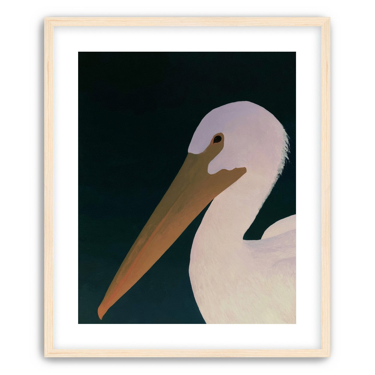 White pelican in stillness