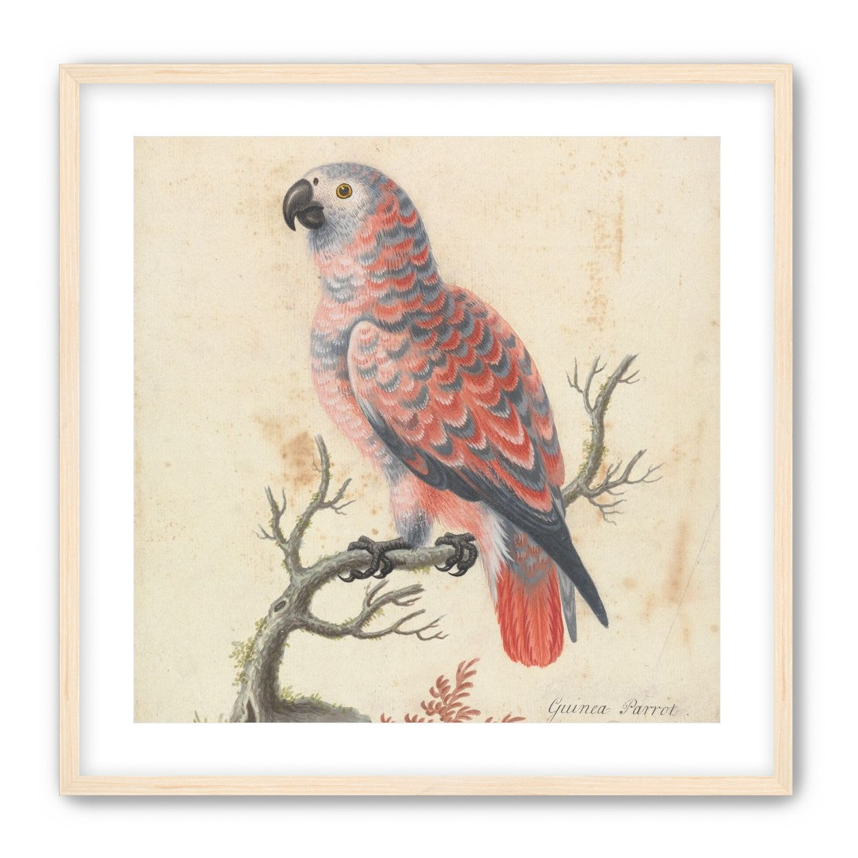 Parrot among bare branches