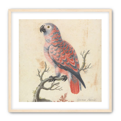 Parrot among bare branches