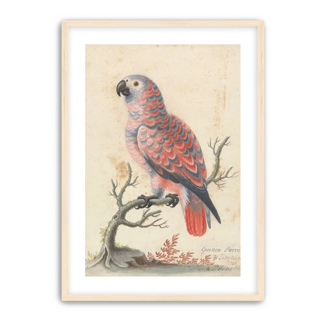 Parrot among bare branches