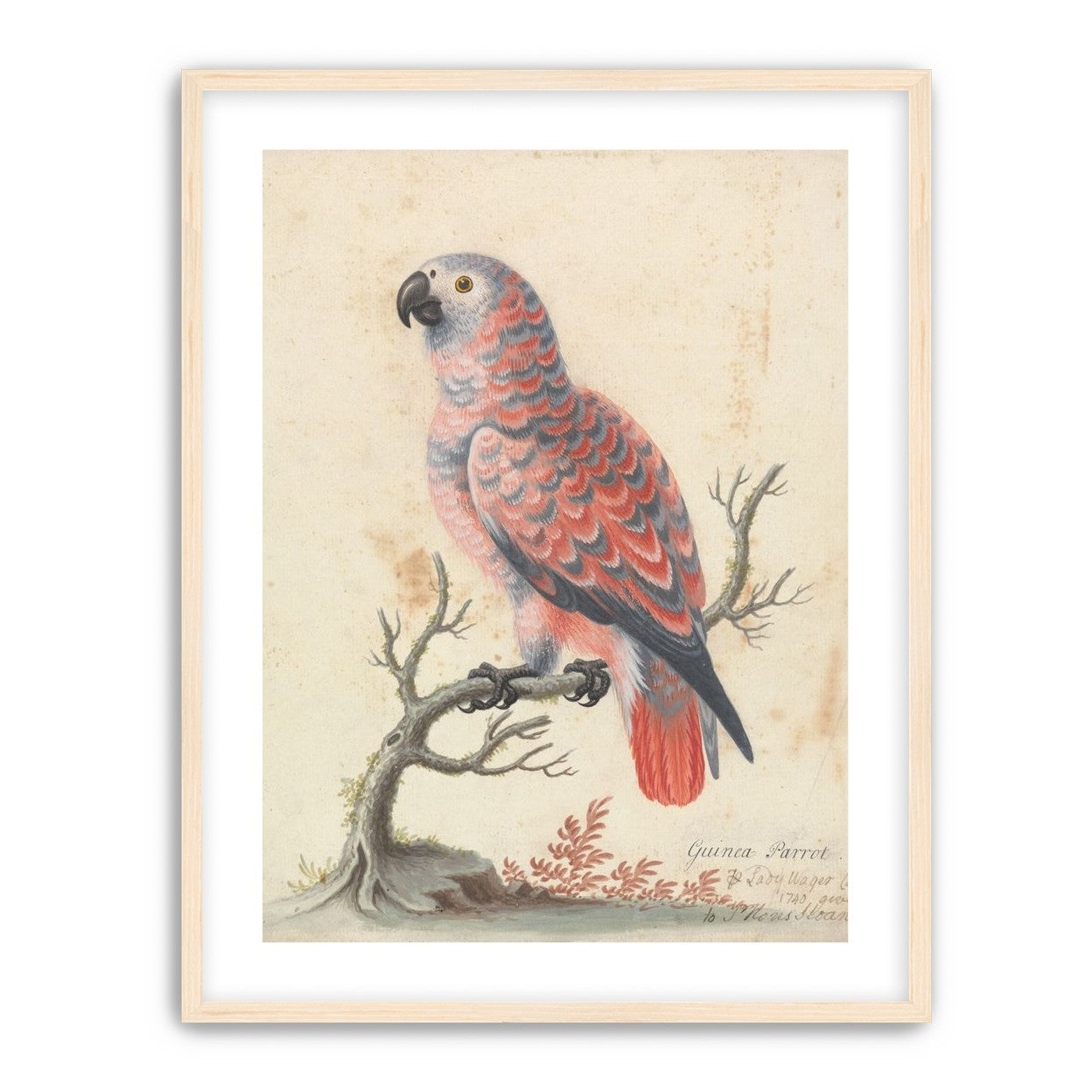 Parrot among bare branches