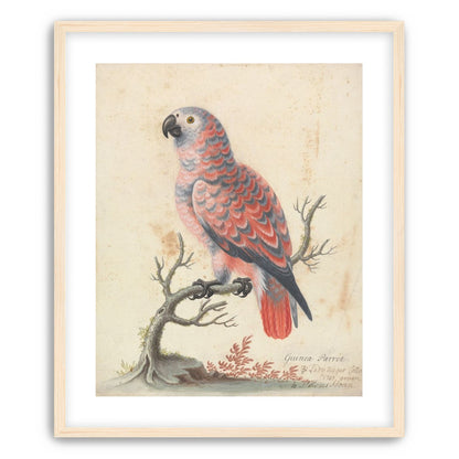 Parrot among bare branches