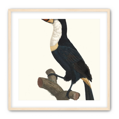 Hornbill on cut branch