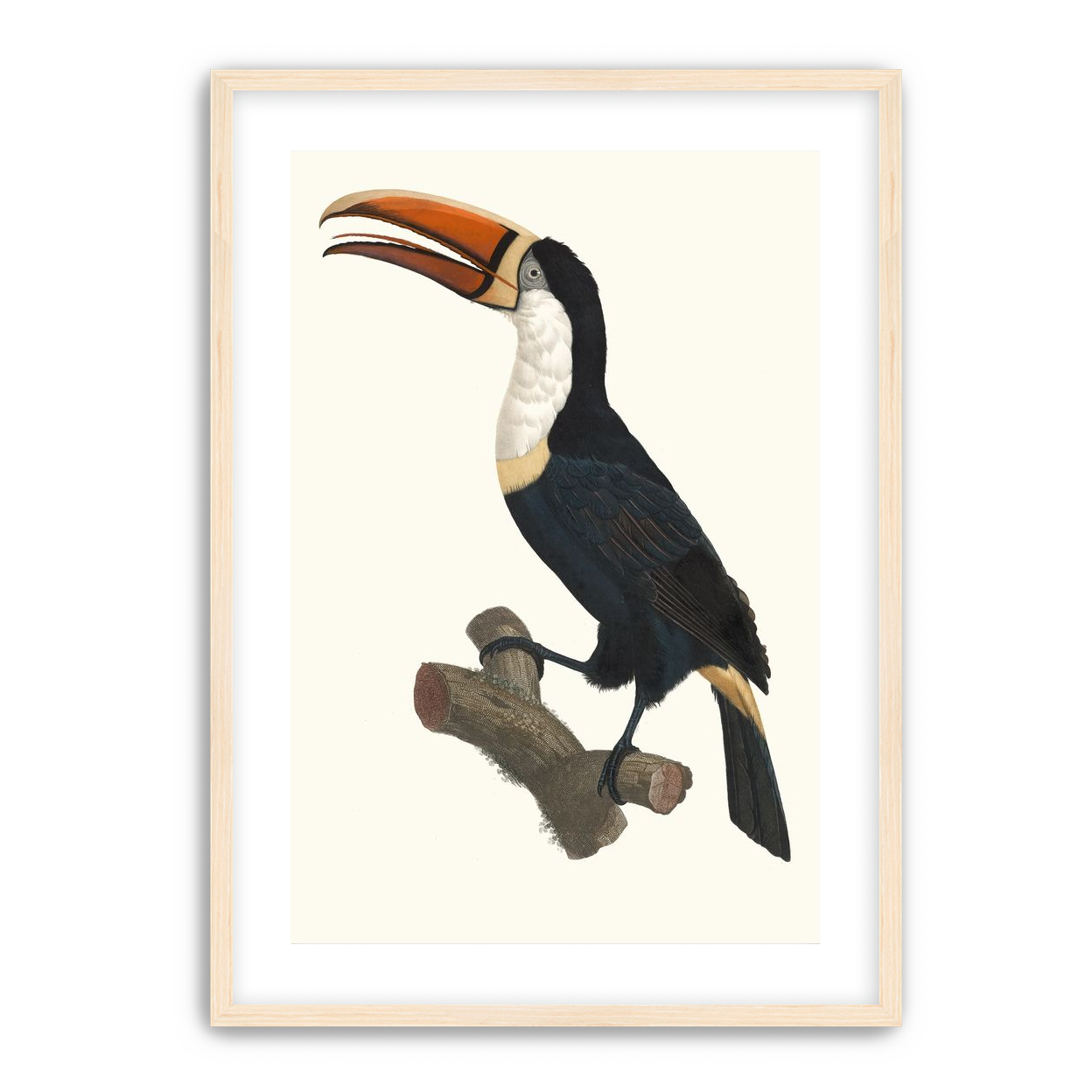 Hornbill on cut branch