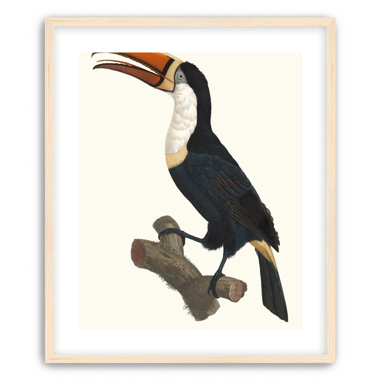 Hornbill on cut branch