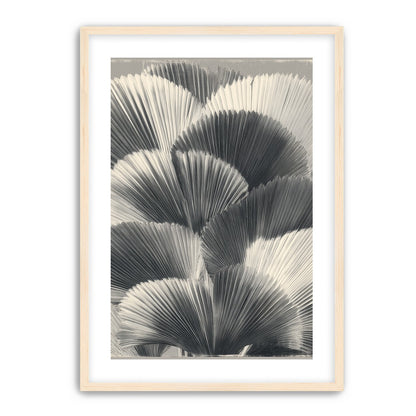 Ginkgo leaves in shadow