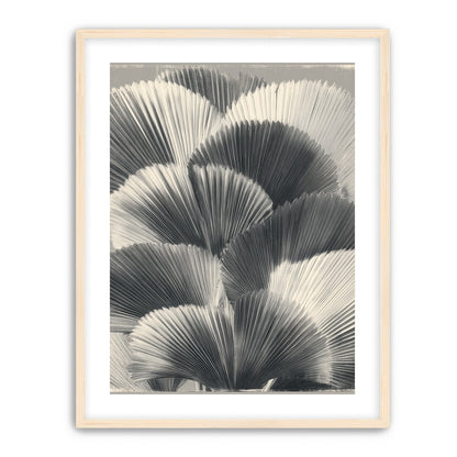 Ginkgo leaves in shadow