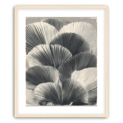 Ginkgo leaves in shadow