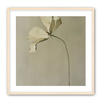 Cream petals in gray green air