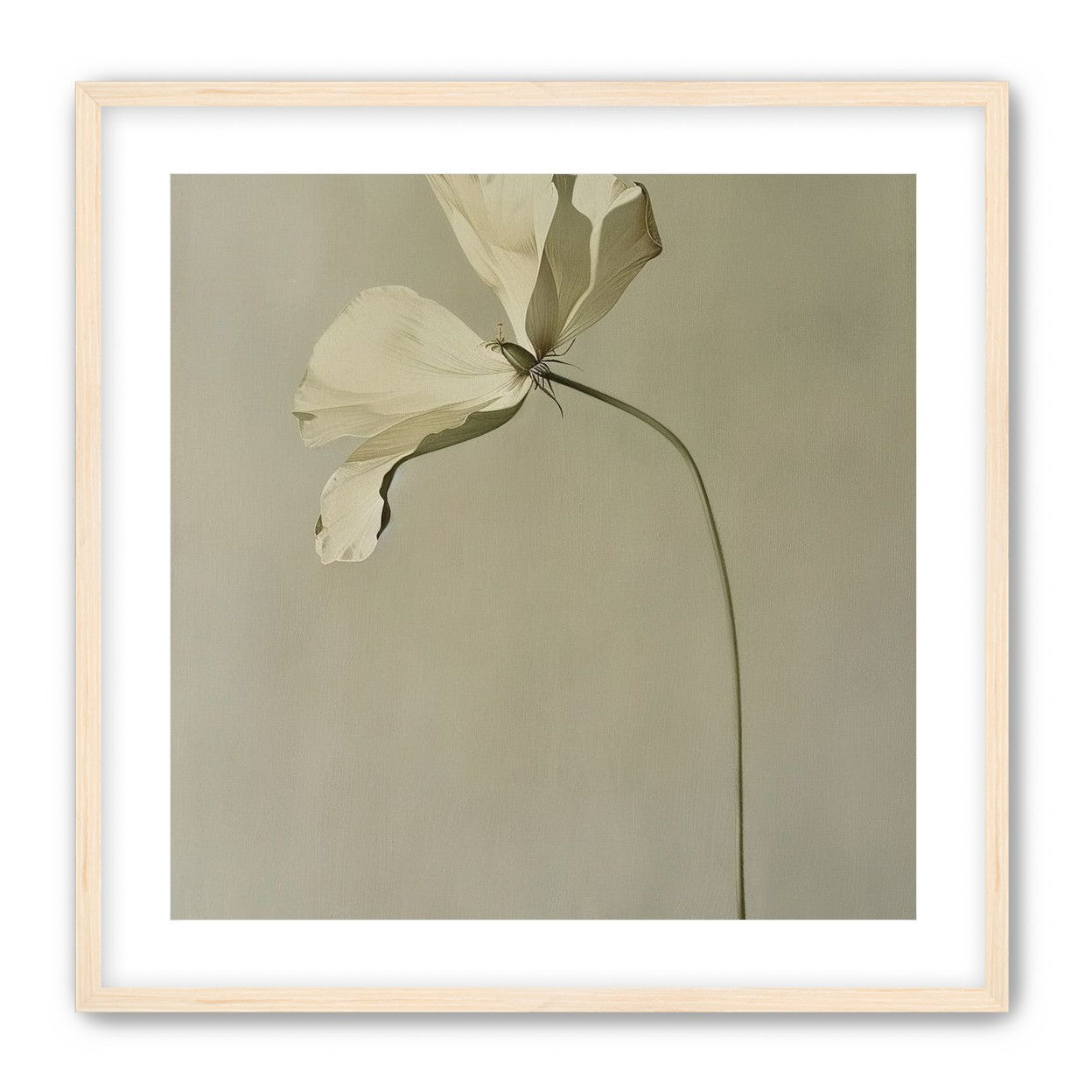 Cream petals in gray green air