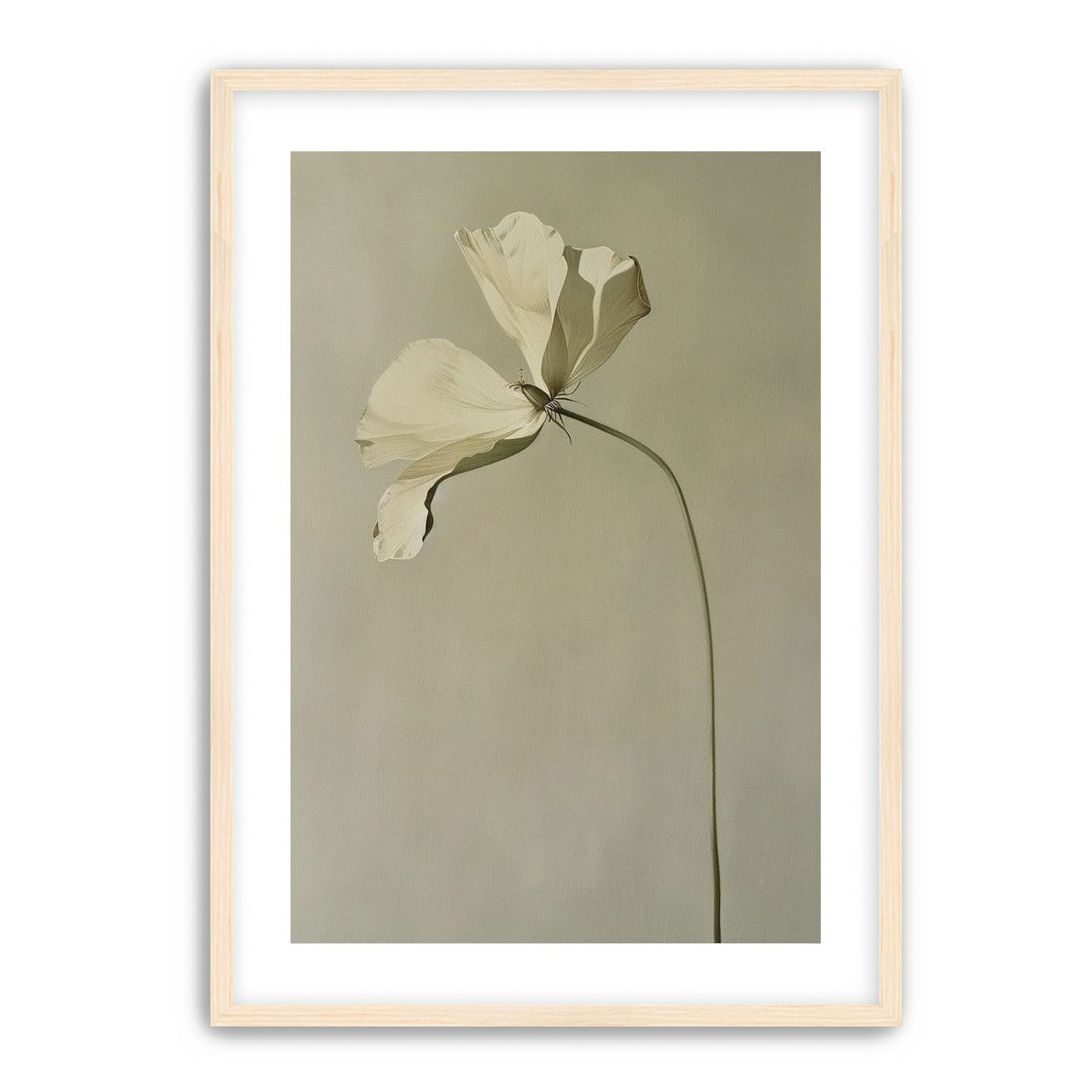 Cream petals in gray green air