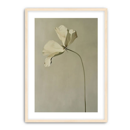 Cream petals in gray green air