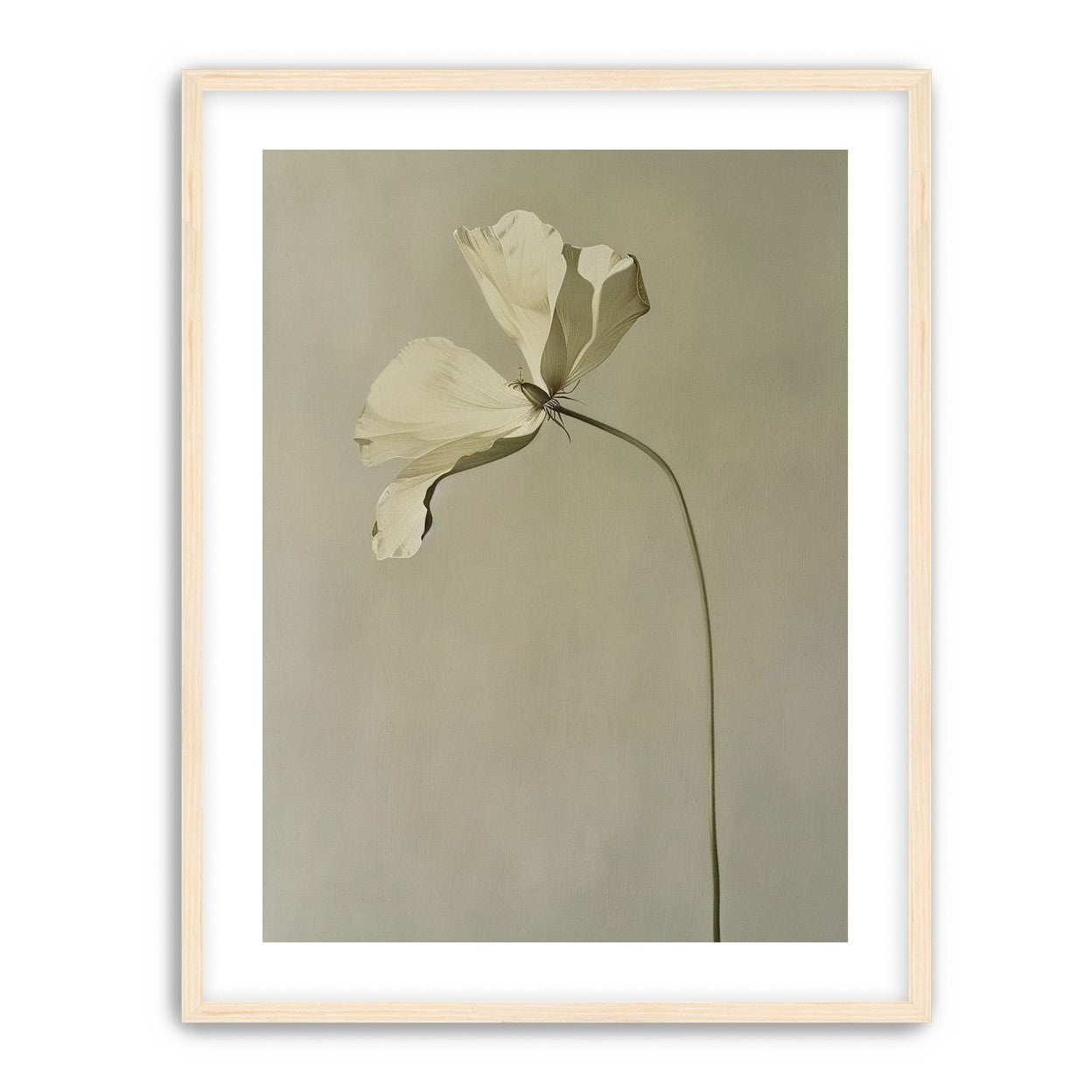 Cream petals in gray green air