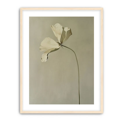Cream petals in gray green air