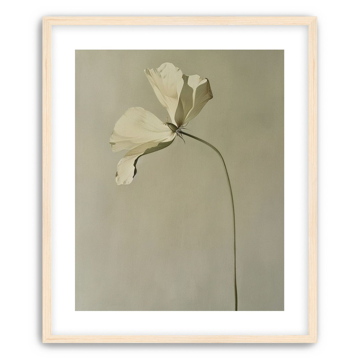 Cream petals in gray green air