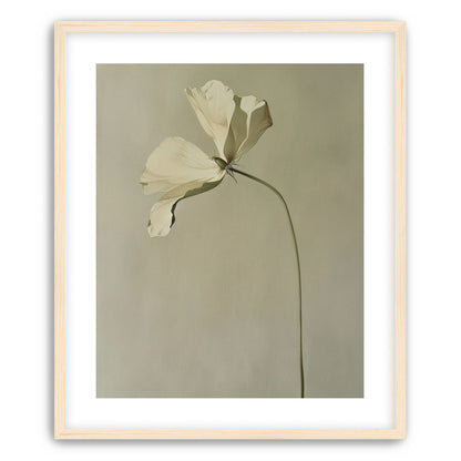 Cream petals in gray green air