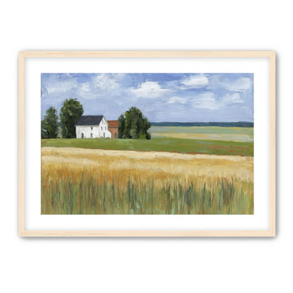 Grain Field Under Sun