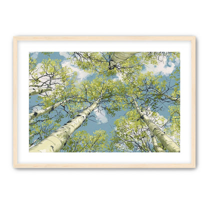 Aspen Canopy I