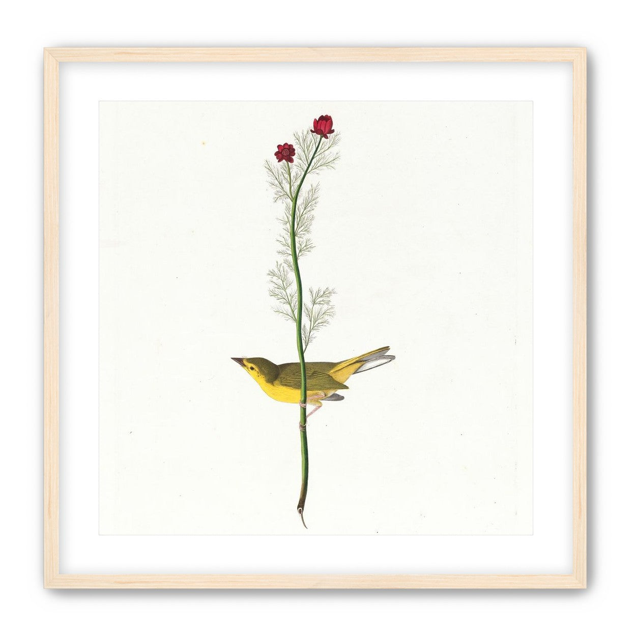 A yellow bird beneath red blooms