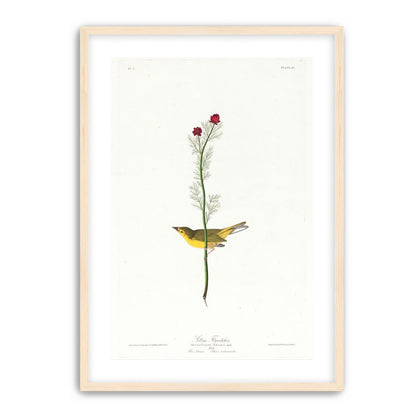 A yellow bird beneath red blooms