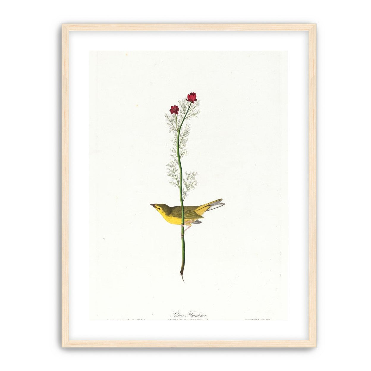 A yellow bird beneath red blooms