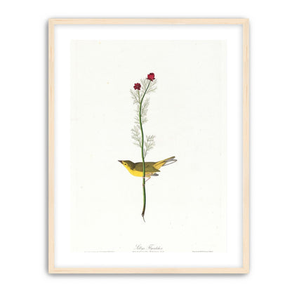 A yellow bird beneath red blooms