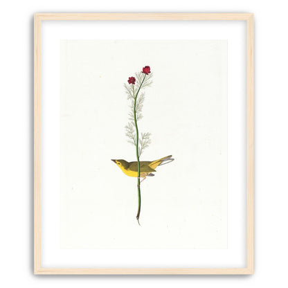 A yellow bird beneath red blooms